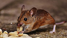 24 Hour & Emergency Exterminators in Raymond, MT